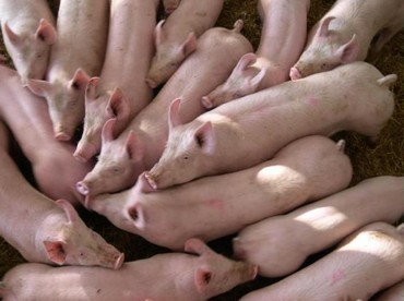 Pig population in December amounted to 76,900, an increase of 4.4 per cent