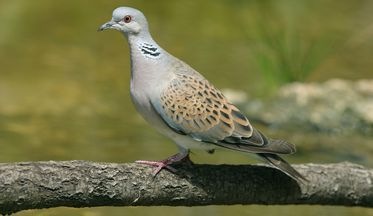 BirdLife welcomes European Court decision
