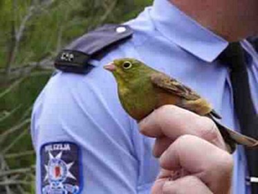 Rare song birds seized from illegal trapper