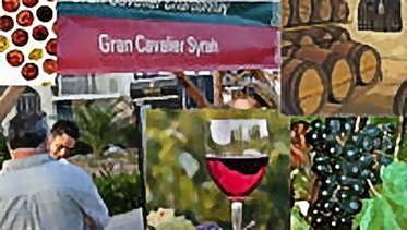 The 6th Delicata Classic Wine Festival 2008