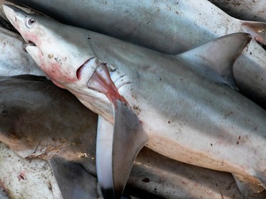 Shark Bycatch