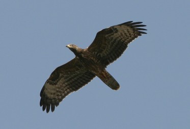 BirdLife welcomes the hunting ban after 3pm