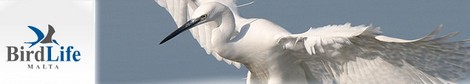 BirdLife Malta welcomes police intervention