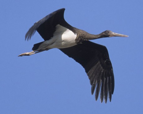 'Black Stork Down' - CABS records the shooting of a Black Stork on video