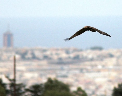 257 offences in two weeks: The CABS Bird Guards Malta operation is extended