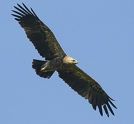 Birdlife report Lesser Spotted Eagle gunned down