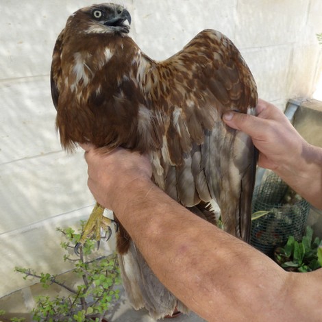 Unparalleled slaughter of migrant birds of prey - More than 100 Raptors shot in 24 hours - CABS