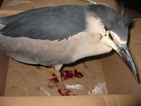 Illegal hunting of protected species continues