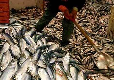 Volume and wholesale value of fresh fish on increase