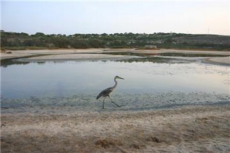 Release of rehabilitated birds to feature in Puss in Boots
