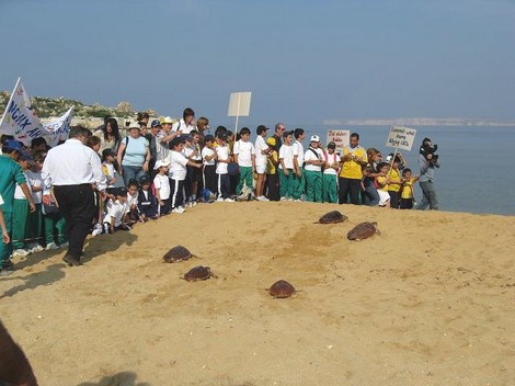Nine loggerhead turtles released back to sea