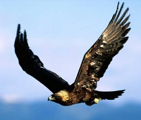 Golden Eagle escapes – FKNK appeals for support Golden Eagle escapes – FKNK appeals for support