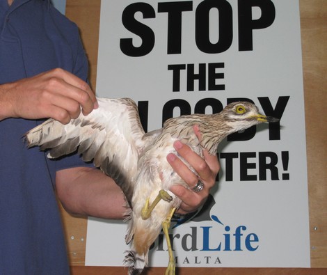 Illegal hunting continues as more protected birds are gunned down