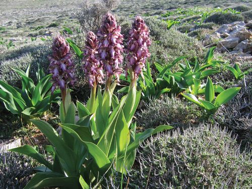 High waves at Ghadira send a message to Transport Minister – BirdLife