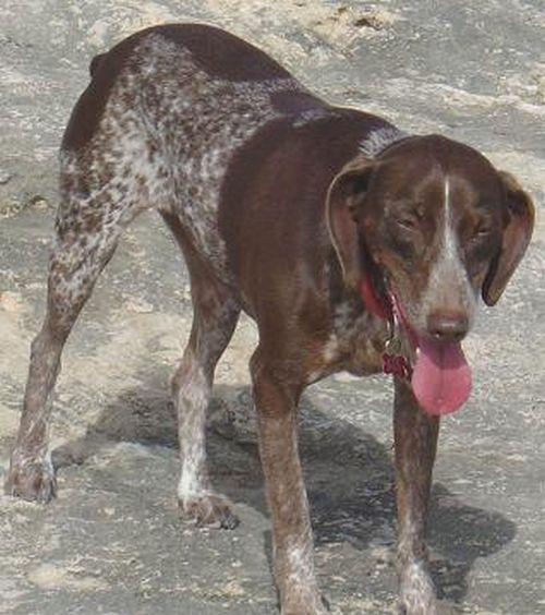 Gozo SPCA appeal for help locating missing dog