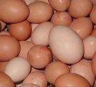 Measures to reduce human salmonellosis from eggs