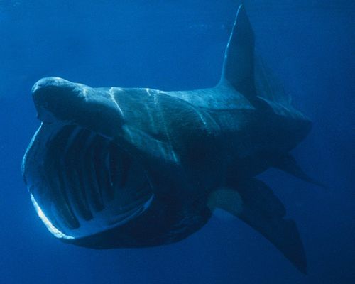 Gentle giants taken despite protection – Shark Alliance