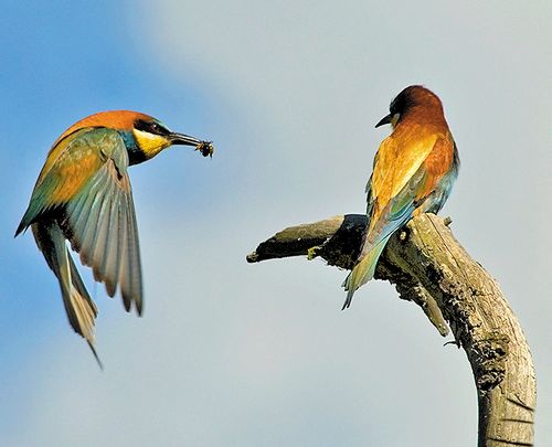 BirdLife launches international campaign to protect migrating birds