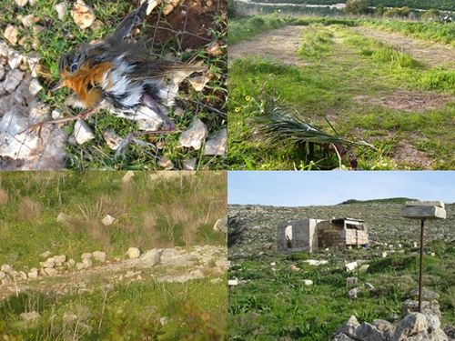 Trapping sites readied for spring migration despite Accession Treaty – BLM Trapping sites readied for spring migration despite Accession Treaty – BLM