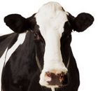 In 2008, cattle stocks declined by 8.6 per cent over 2007