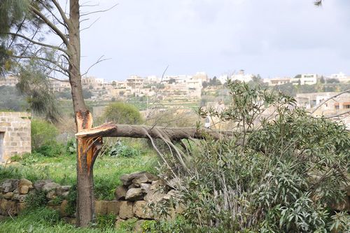 Another damaged tree