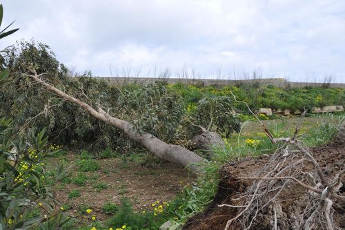 One of many fallen trees