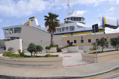 Toppled palm tree at Gozo Ferry Terminal