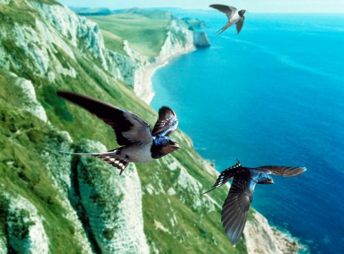 Worldwide praise to EU for protecting birds Worldwide praise to EU for protecting birds