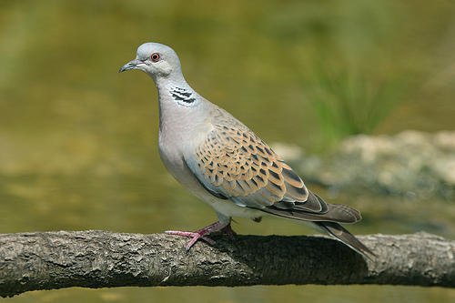 NGOs urge MEP candidates to respect the Birds Directive