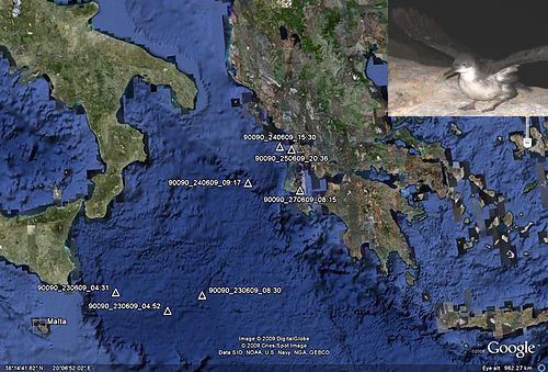 First of this year’s Yelkouan chicks reach Greece and Crete