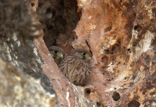 Birdlife confirm first breeding bird of prey in 15 years