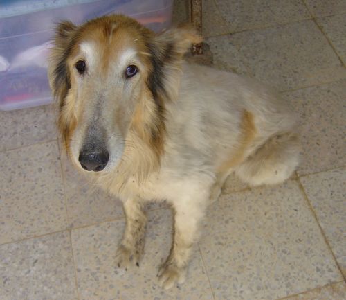 Gozo SPCA appeal for information on stray dog found in Marsalforn