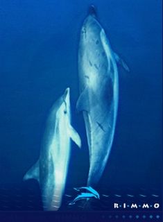 Be part of a marine environmental project for a day Be part of a marine environmental project for a day