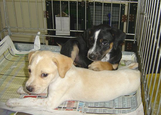 Mattie & Mischief are in need of kind and caring homes