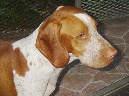 Gozo SPCA animals in need of kind and caring home