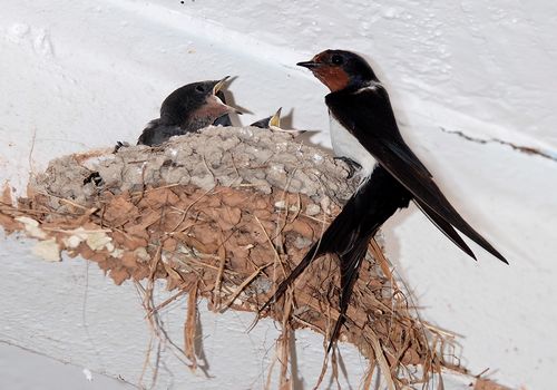 Swallow ringed in Malta is 10 millionth on Europe’s database