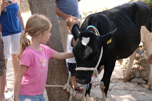 One of the cattle exhibited at the Gozo Agricultural and Crafts Exhibition
