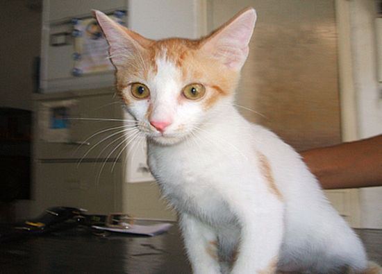Vitz is looking for a new home at the Gozo SPCA