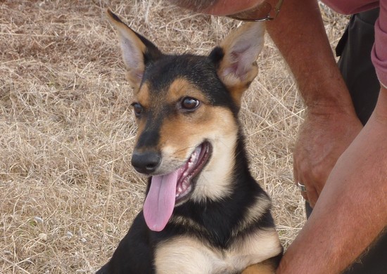 Marvic who was found in Marsalforn needs a new home