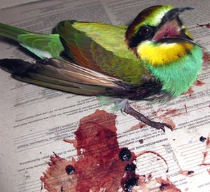 International birdwatchers gather in Malta as Migration kicks in