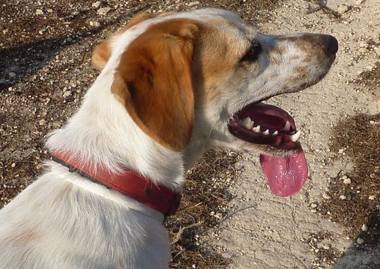 Abandoned again: Kelly is now looking for loving home