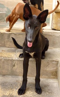 Gozo SPCA full to capacity, Beatty seeks new home