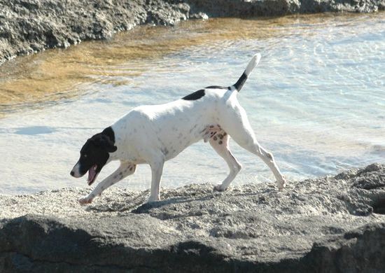 Gozo SPCA would love a new home for Snoopy