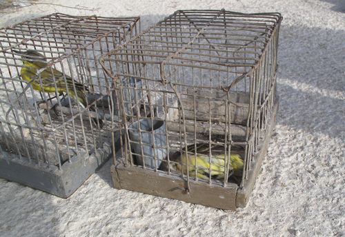 Same illegal trapper caught again - Birdlife Malta