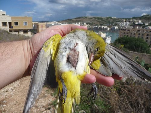 486 bird hunting offences recorded in 3 weeks - CABS