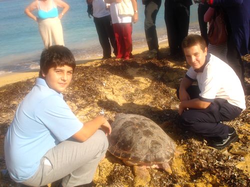 Ten marine turtles released after rehabilitation