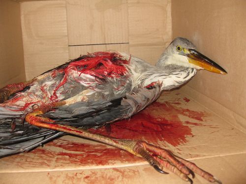 Illegal Hunting: “Business as usual in Malta” - Birdlife Malta