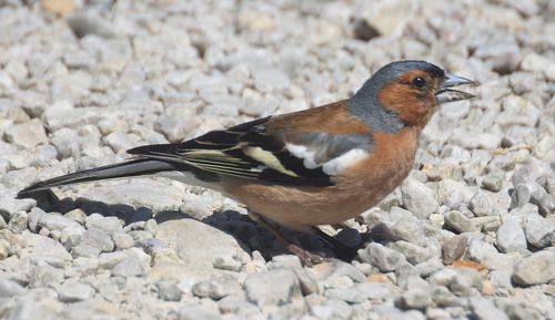 International seminar on bird trapping to be held in Malta