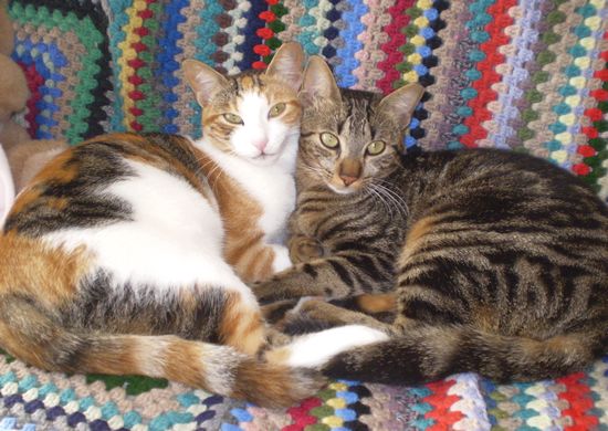Ex-Gozo SPCA cats Oggy and Honey need a new home