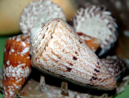 Reduced prices at National Museum of Natural History this weekend